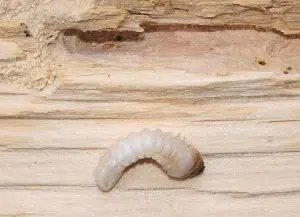 Control de plagas en Mallorca