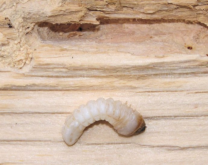 Control de plagas en Mallorca