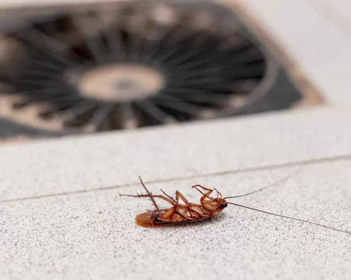 Control de plagas en Mallorca