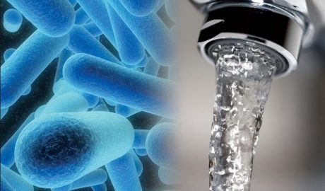 Control de plagas en Mallorca