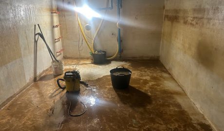 Control de plagas en Mallorca